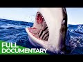 White Shark Tourism: A Dangerous Gamble | Blue Realm | Free Documentary Nature