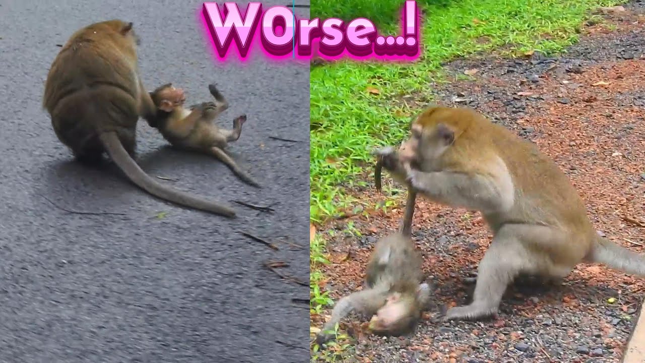 Old Big Male Monkeys Is Really Furious Cos Poor Teenagers like Annoyed, Just Att/acked Immediately!