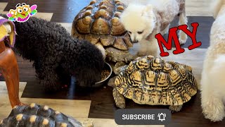 Envy or just hunger? Why dogs are greedy and don't feed turtles. Жадные у нас собаки.