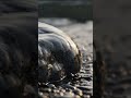Powerful Ocean Waves Washing Over Rocks | Pure Sea Sounds #seasounds #calmingsounds #shorts
