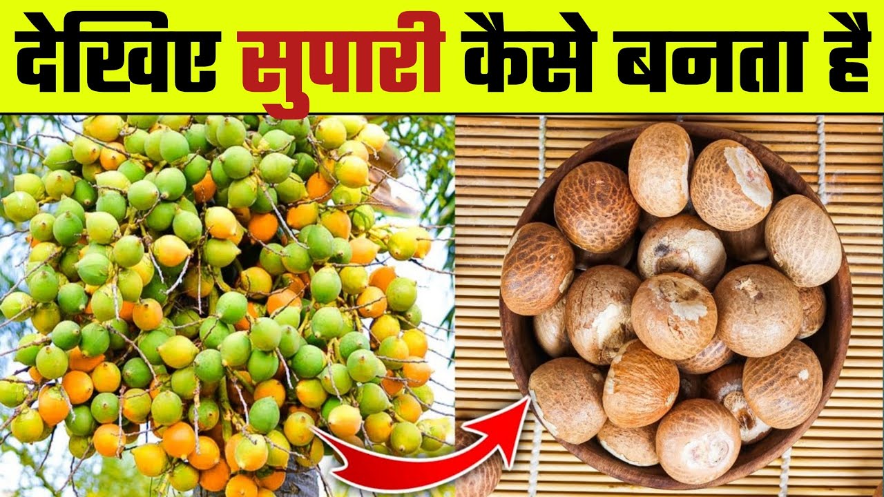 देखिए सुपारी कैसे बनता है Supari kaise banti hai Areca nut farming