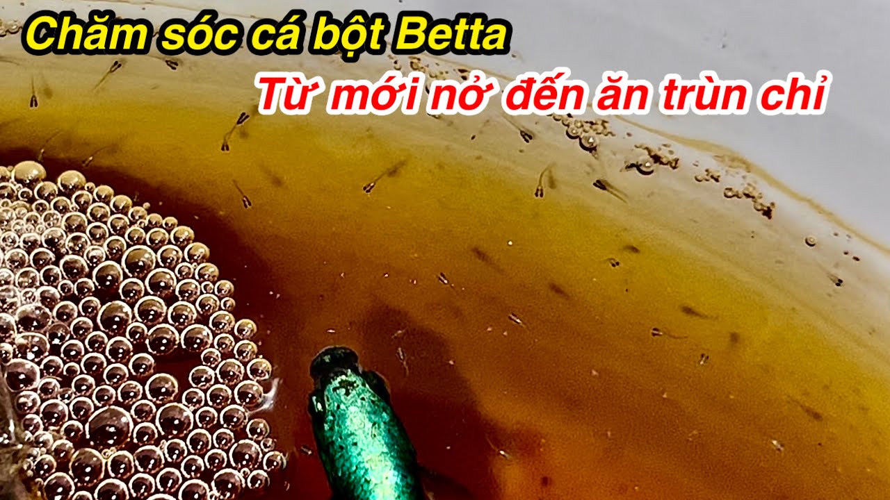 Chia sẽ kinh nghiệm chăm sóc Cá bột Betta từ mới nở đến ăn trùn chỉ [ THANH HẢI BETTA ]