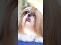 Beautiful shih tzu grooming long hair to short hair