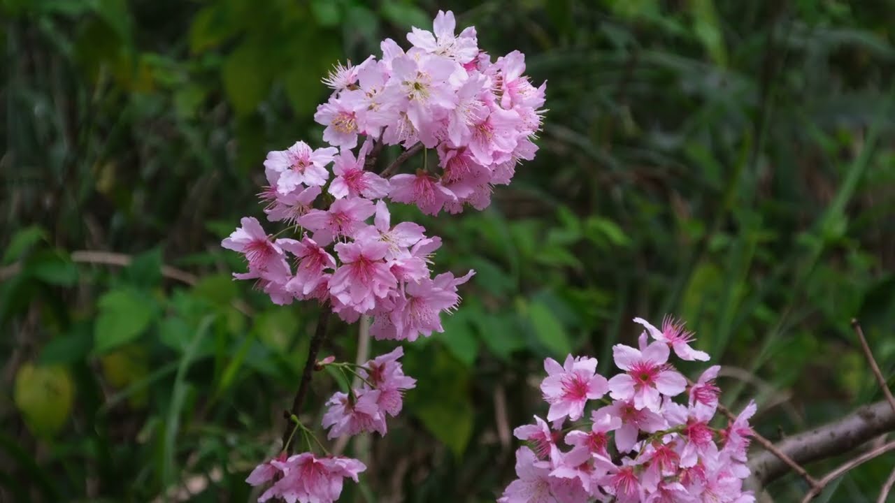 東方高爾夫球場, 龜山, 桃園. Febeuary 26, 2026. (Fujifilm X-T30 III Video)