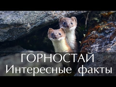 Интересные факты о Горностае