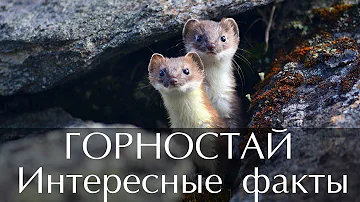 Интересные факты о Горностае