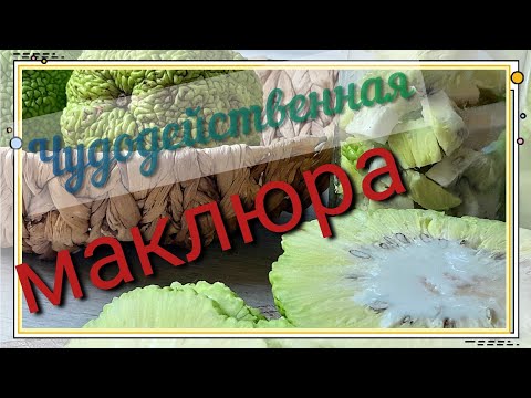 Маклюра-чудо для суставов.Где растёт, как выглядит..  спиртовая настойка и масляное растирание