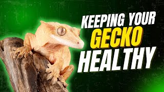 5 Easy Ways To Keep Your Gecko Healthy