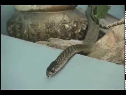 COBRA Scare Springfield, MO 1953