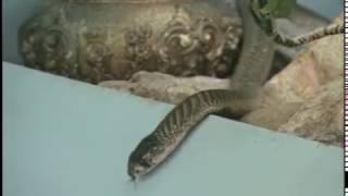 COBRA Scare Springfield, MO 1953