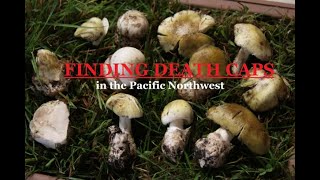 Finding DEATH CAPS in the PNW