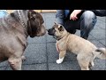shy puppy meets 5 Giant XL American Bully (pitbulls)