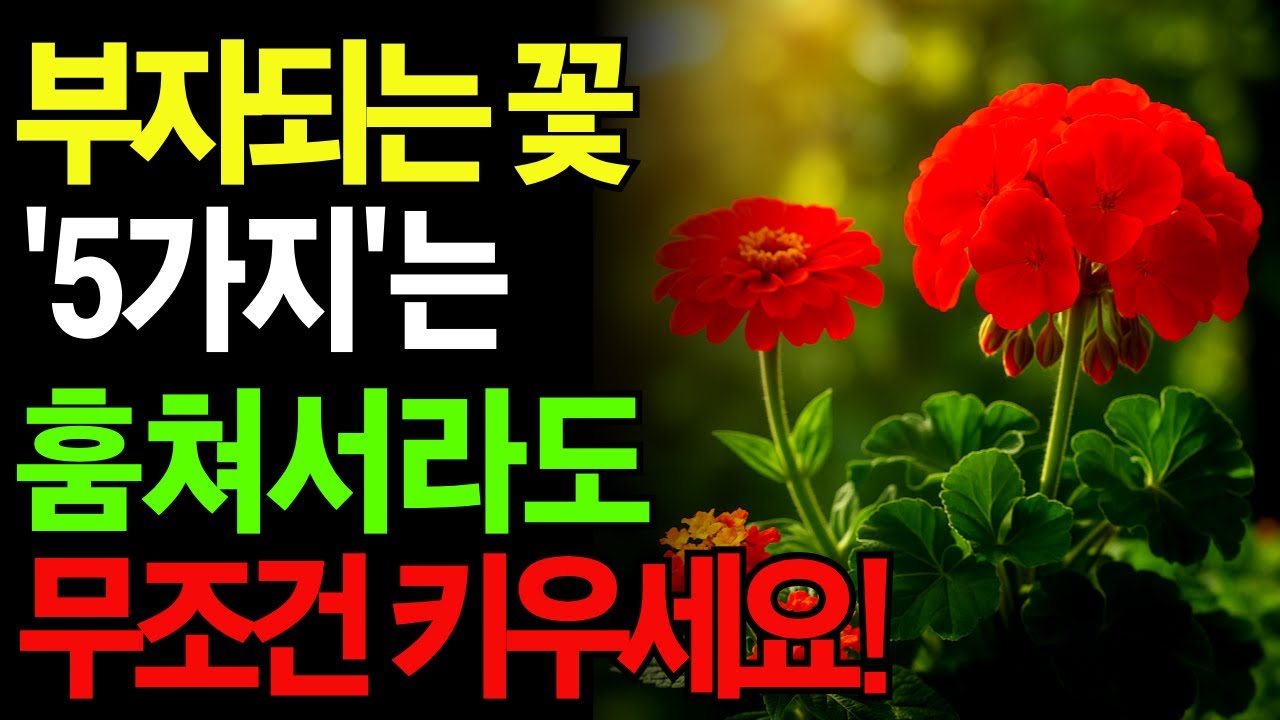 돈과 복을 부르는 꽃 5가지, 집안에 꼭 두세요!ㅣ식물풍수 ㅣ 집안에 반드시 두어야 할 꽃 화분 ㅣ 부자되는 식물 ㅣ 재물복 ㅣ 돈복 ㅣ 풍수지리 인테리어