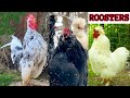 The most handsome roosters crowing from tiny serama to big silverudds bl crossbreed chickens farm
