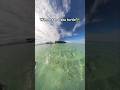 Wanna see a marine turtle? #Balabac #palawan #onukisland #turtle #seaturtles