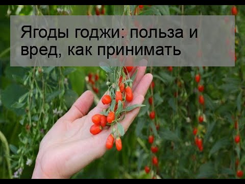 Video: Табигый годжи мөмөсү кандай көрүнөт?