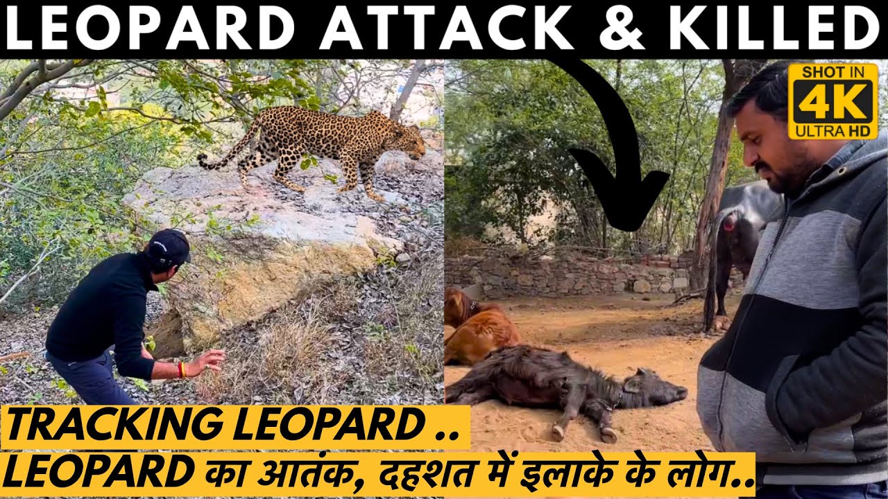 Leopard Attack On Villagers - गांव में Leopard का आतंक, दहशत में इलाके ...
