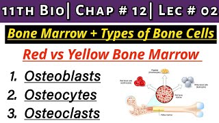 Red vs Yellow Bone Marrow| Bone Cells| Osteoblasts, Osteocytes, Osteoclasts| 11th Bio| Ch 12 | Lec 2