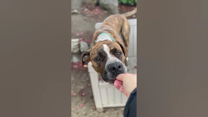 URSULA - Jackson County Animal Shelter