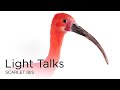Scarlet Ibis Color and Habitat