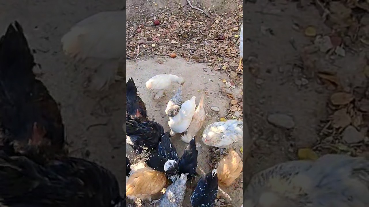 Feeding my birds😍 YouTube