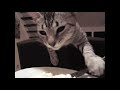 Funny Cats Clips in 30 Seconds