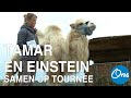 Tamar Valkenier en kameel Einstein trekken samen door Nederland