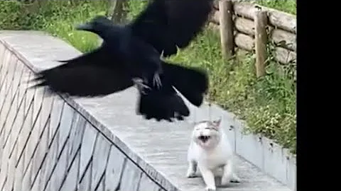 春高ねこ対カラス Mp3 春高ねこ対カラス Mp3