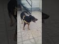 بلک میکس دوبرمن و رتوایلر           