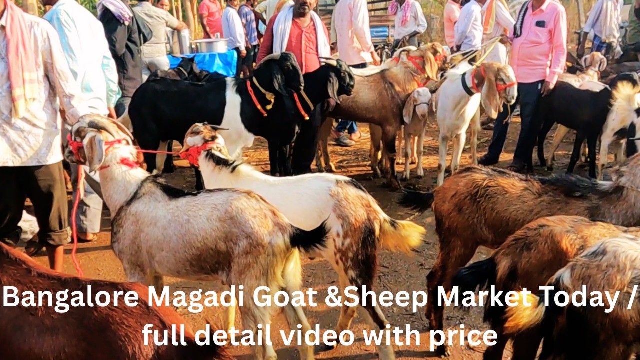Bangalore Magadi Goat &Sheep Market Today /  full detail video with price 2026