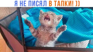 Я НЕ ПИСЯЛ В ТАПКИ! ))) | Приколы | Мемозг 1385