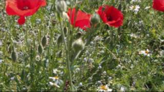 Grillot La moisson de l'orge