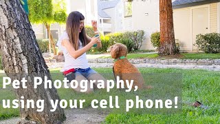 Pet Photography Using Your Cell Phone by Maria Workman 7,012 views 3 years ago 8 minutes, 45 seconds