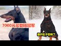 7000元买只登陆冠军杜宾犬，以为捡到便宜，翻开狗肚子一看被骗了Buy race Labrador cheated