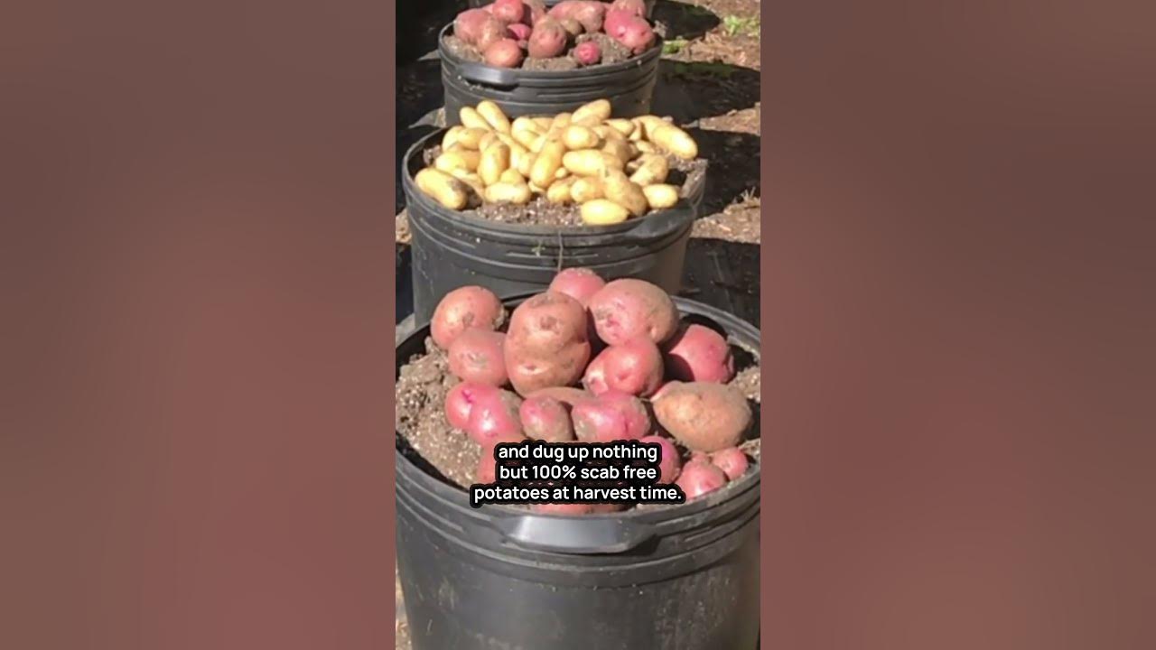 3 Reasons to Grow Potatoes in Containers YouTube