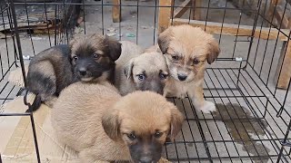 The old woman in the countryside raised a dog to sell money and even threw away a litter of puppies by 理发师小乐和流浪狗 2,006 views 7 days ago 9 minutes, 19 seconds