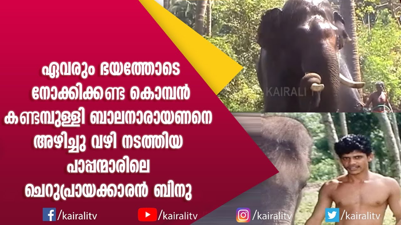 വിശ്വസിച്ചു കൈപിടിച്ച കൊമ്പ് ചതിച്ചപ്പോൾ | പാപ്പാൻ ബിനു | E4 ELEPHANT | KAIRALI TV