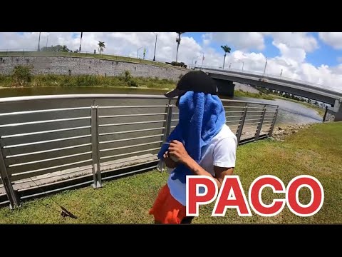 BIG BLUE GILL FISHING!!! SARASOTA ,Florida