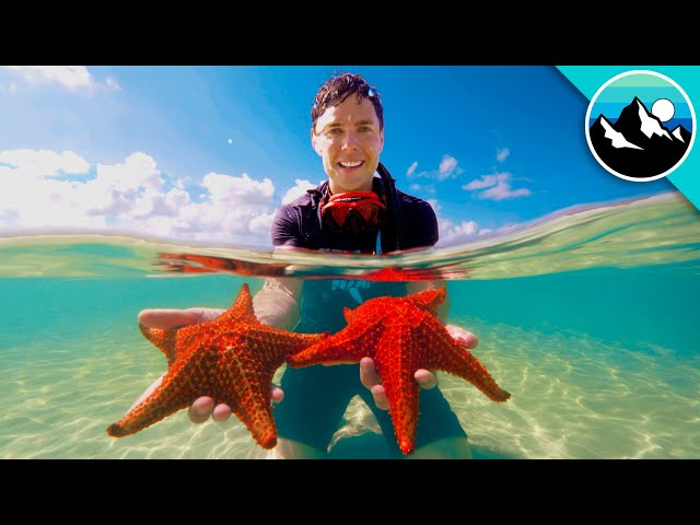 starfish #peta #sea #makingadifference #fyp #studioc #byu #funny #fun, studio c