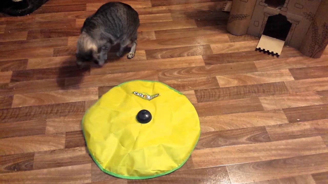 The Cats Meow (JML) YouTube