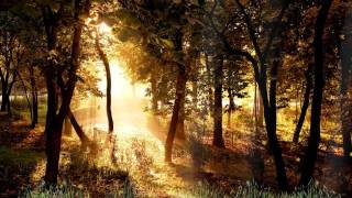 Beautiful Forest Animated Wallpaper http://www.desktopanimated.com