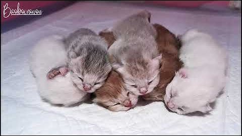 Những khoảnh khắc siêu cấp đáng yêu của thú cưng #1 | Bảo Bối Vẫn Ổn