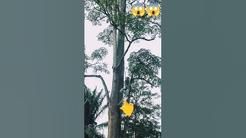 OMG 😱 monkey funny video #shorts #wildlife #leopard #wildanimals #automobile #varshamusic #football