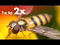 3 Ways to Increase Your Macro Lens Magnification from 1x to 2x!