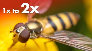 3 Ways to Increase Your Macro Lens Magnification from 1x to 2x!