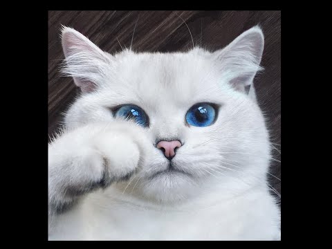 แมวที่มีดวงตาสวยที่สุดในโลก