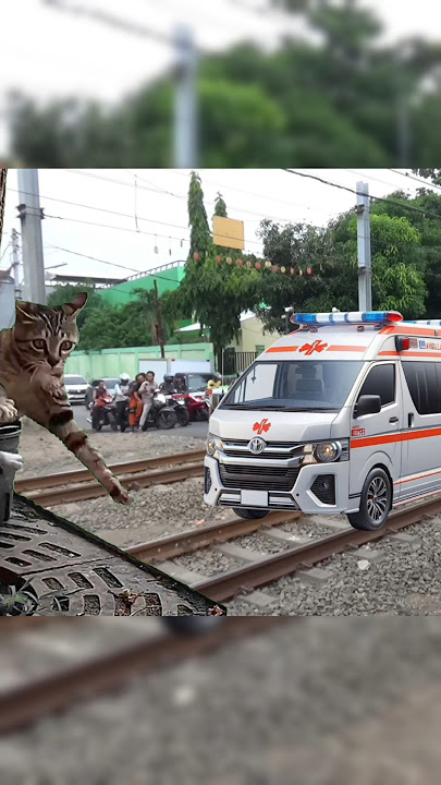 Kucing kaget kereta api ambulance lewat hampir anjlok