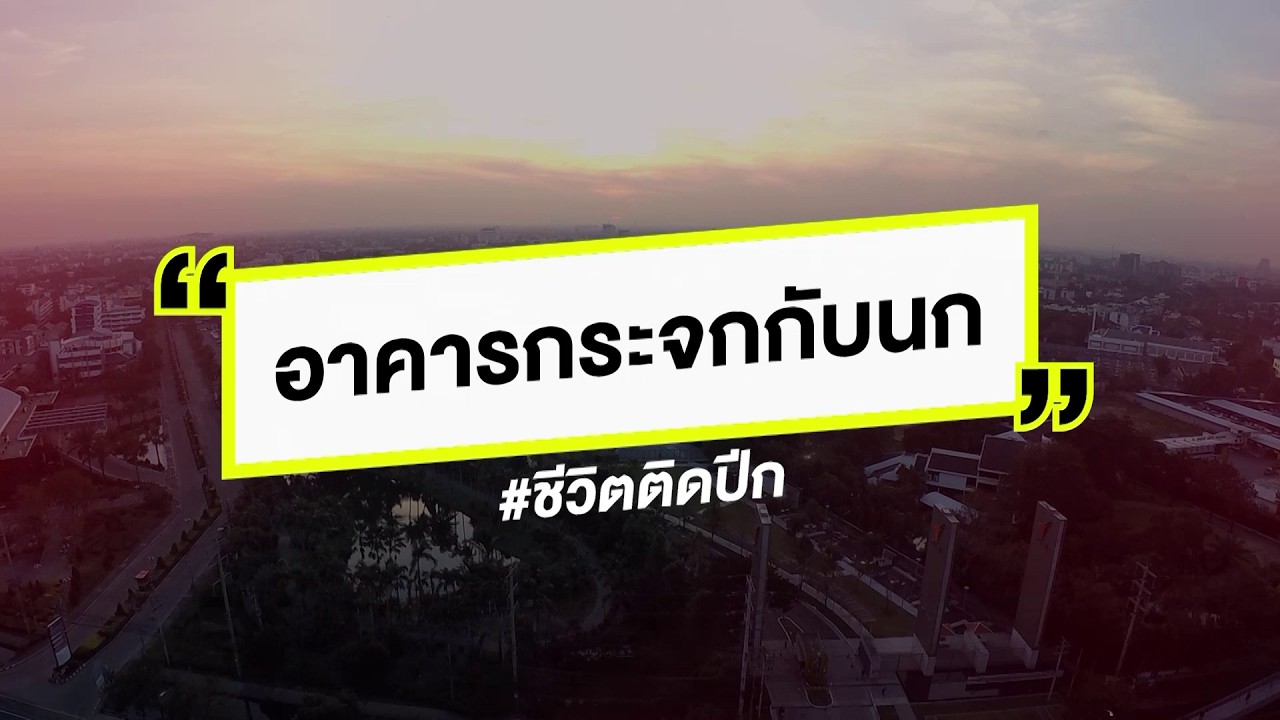 นกในเมืองตายเพราะสิ่งนี้ ! | Thai PBS ชีวิตติดปีก Photo Contest