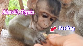 Attractive..!! Action lovely of Toyota- Feeding some food to Best mom and Adorable baby 2020