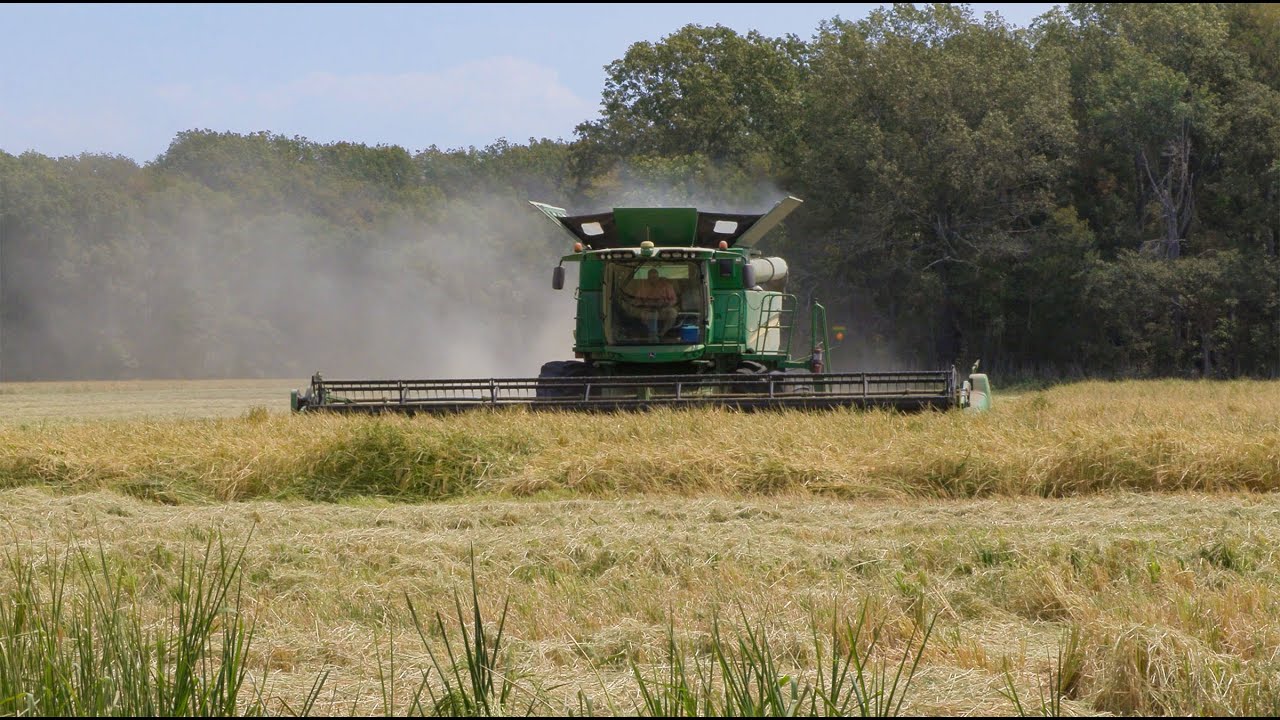 Arkansas County Farm Raises Rice Record